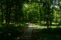 Shaded flagstone pavement in woods of sunny summer Royalty Free Stock Photo