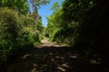 Shaded footpath in woods of sunny spring Royalty Free Stock Photo