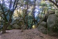 Shaded forest on a sunny morning, light filtering through the forest, Castle Rock State park, Santa Cruz mountains, San Francisco