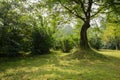 Shaded grassy lawn under aged tree on sunny day