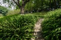 Shaded hillside stone stairway in ferns on sunny day