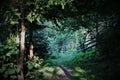 Shaded magic mysterious path, path in dark undergrowth. Royalty Free Stock Photo