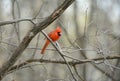 Shaded Male Cardinal Perching On Branch Royalty Free Stock Photo
