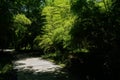 Shaded path in bamboo of sunny summer