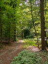 Shaded path through the beechwood forest and sunbeams Royalty Free Stock Photo