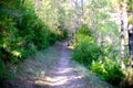 Shaded path in a forest lined with trees Royalty Free Stock Photo