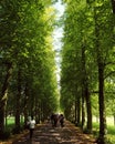 Leafy green walkway