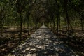 Shaded path in pergola on sunny summer day