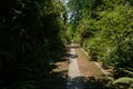 Shaded path in plants and trees of sunny summer afternoon