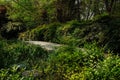 Shaded path in trees and shrubs of sunny spring morning Royalty Free Stock Photo