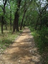 SHADED PATH UNDER TALL POPLAR TREES Royalty Free Stock Photo