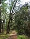 SHADED PATH UNDER TALL TREES LEANING OVER Royalty Free Stock Photo