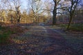 Shaded path winding through Sherwood Forest on a winter morning