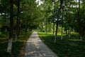 Shaded pavement in woods of sunny summer Royalty Free Stock Photo