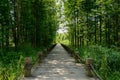 Shaded plank-paved path in woods of sunny summer