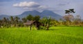 Shaded Rest House in an Asian Rice Field