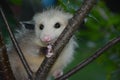 Juvenile Opossum Perching In Plum Tree