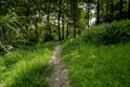 Shaded trail in grass and weeds before woods on sunny summer day