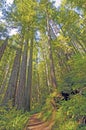 Shaded Trail Through the Redwoods