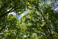 Shaded tree canopy along hiking trail at Nottawasaga Bluffs