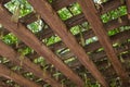 Wisteria shades a walkway Royalty Free Stock Photo