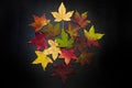 Shades of autumn, multicolored autumn maple leaves on a black background