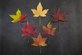 Shades of autumn, multicolored autumn maple leaves on a black background, top view