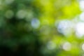 Shades of beautiful defocused natural green leaves with white li