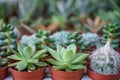 Shades of bright fresh green Kalanchoe, succulent plant, in brown pot with blurred green background, selective focus Royalty Free Stock Photo