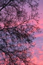 Shades of color at sunset with silhouette of Gum tree