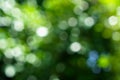 Shades of defocused natural green leaves and white light bokeh b