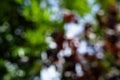 Shades of defocused natural green and red leaves with bright white light color bokeh background