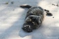 Shades of Gray: Persian cat rolls playfully on a cement patio.