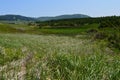 Shades of green landscape