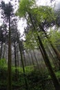 Shades of green leaves on straight tree trunks and plant in humid spiritual forest on rainy day with raindrop, white dreamy fog