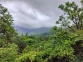 Shades of green in the lush green outdoors during monsoon in India Royalty Free Stock Photo