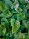 Shades of green. Macro plants.