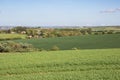 Shades of green in wheat fields and meadows Royalty Free Stock Photo