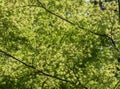 Shades of maple leaves in the complex of Sanzen-in Temple.