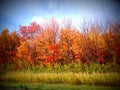 Shades of orange in an autumn scene of changing color leaves on trees Royalty Free Stock Photo