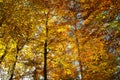 Golden shades of foliage in forest, fall season landscape