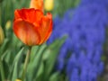 Shades of Orange tulip with Grape Hyacinth in the background Royalty Free Stock Photo