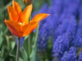 Orange and Pink tulip with Grape Hyacinth Royalty Free Stock Photo