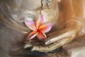 Shades of pink and yellow flower petals 5,Pink plumeria flower, is placed on the hand of Buddha brass