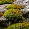 Shades and structures create a detailed microecosystem on the stone s Royalty Free Stock Photo
