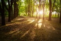 Shades of trees in an alley in a botanical garden. A beech alley in the rays of the setting sun. The concept of peace