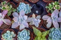 Shades of vintage green Kalanchoe, succulent plant, in brown pot on blurred black table background, top view, selective focus Royalty Free Stock Photo