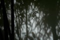 Shadow of bamboo leaves on white wall.