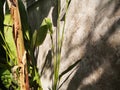 The shadow of banana leaves Royalty Free Stock Photo