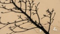 The branch appears intricate with multiple offshoots and buds Royalty Free Stock Photo